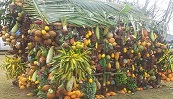 2018 Santo Agriculture Show